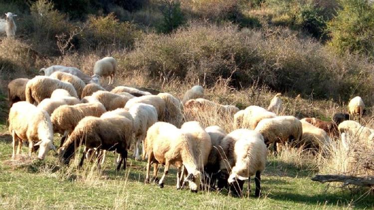 Ξεκίνησαν οι πρώτες ελλείψεις γαλακτοκομικών – Τι λένε οι παραγωγοί