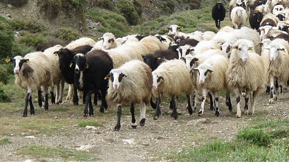 Μέτρα προστασίας για την ασφάλεια των ζωικών τροφίμων από τη Διεύθυνση Κτηνιατρικής Ανατολικής Μακεδονίας-Θράκης